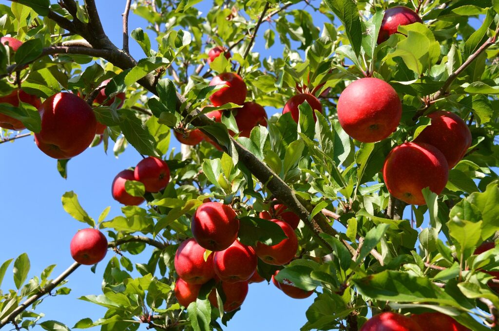 Äpfel pflücken im Alten Land, Bild von einem Apfelbaum