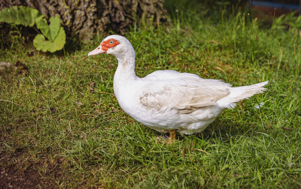 Kinderbauernhof Kirchhof: Warzenkopf-Ente