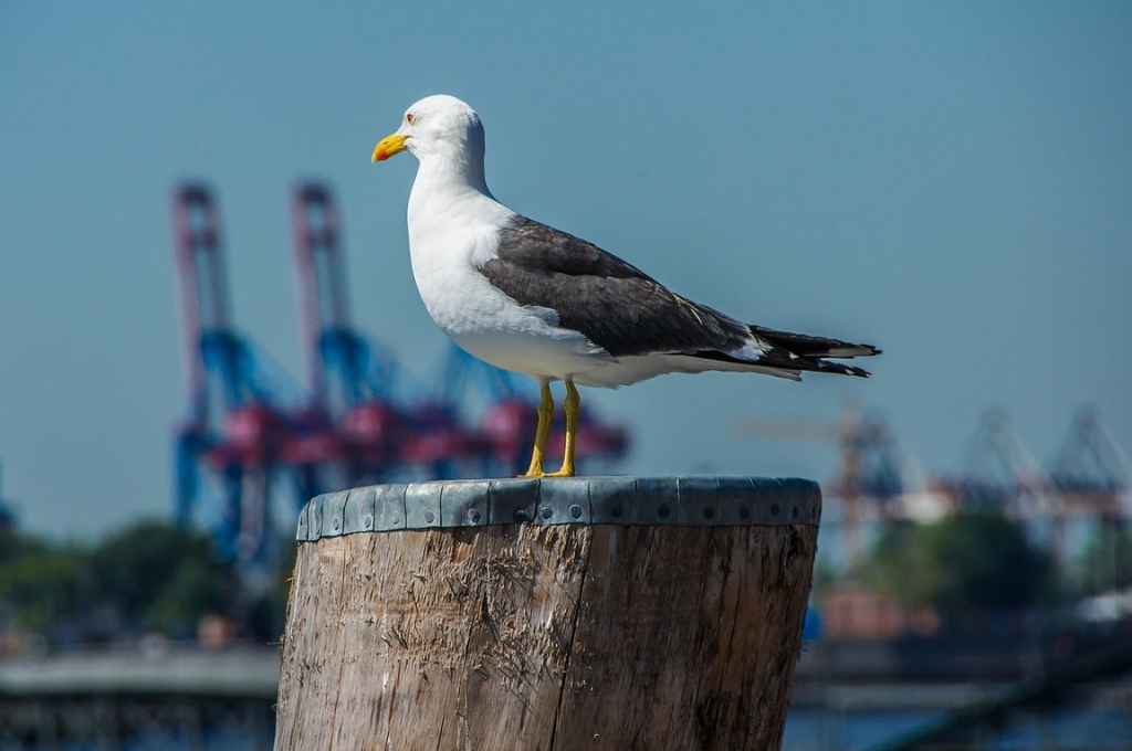 Hamburg im August: Möwe am Anleger in Hamburg