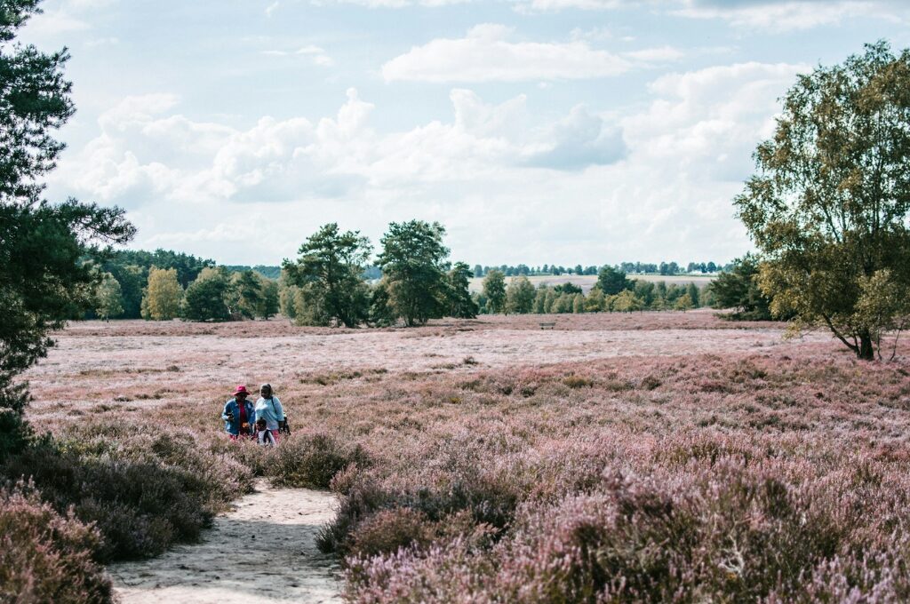 Lüneburger Heide: Die Lüneburger Heide in ihrer Blütezeit