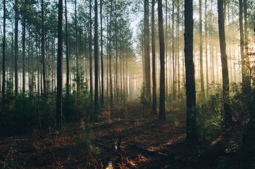 Sachsenwald, Bild von einem Wald